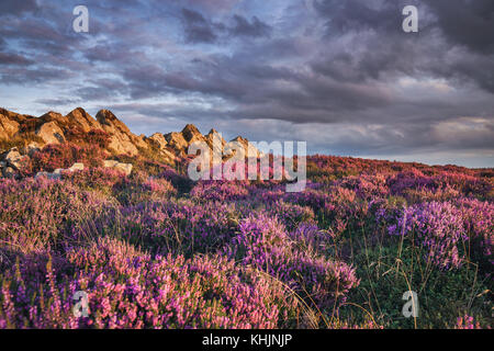 Blühende Hochland Heather Blumen Stockfoto