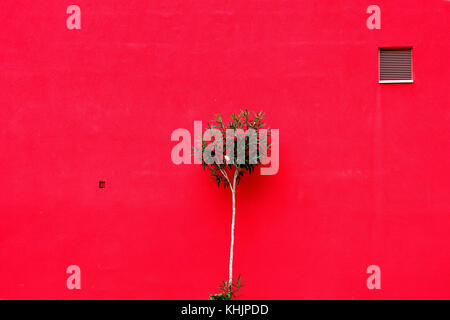 Oleander Strauch vor einem leuchtend rote Wand Stockfoto