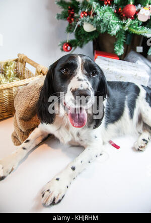 Süßer Hund in Weihnachten Szene Stockfoto