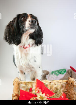 Süßer Hund in Weihnachten Szene Stockfoto