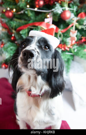 Süßer Hund in Weihnachten Szene Stockfoto