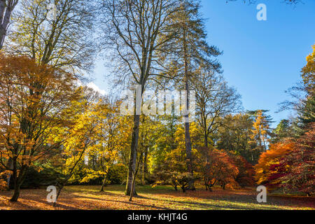 Acer Grove in Westonbirt Arboretum, in der Nähe von Tetbury, Gloucestershire, England, Großbritannien Stockfoto