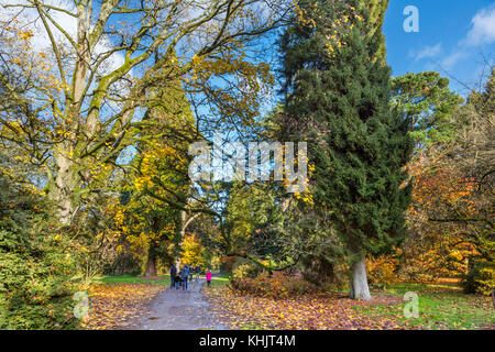 Wanderer auf dem Weg in Westonbirt Arboretum, in der Nähe von Tetbury, Gloucestershire, England, Großbritannien Stockfoto