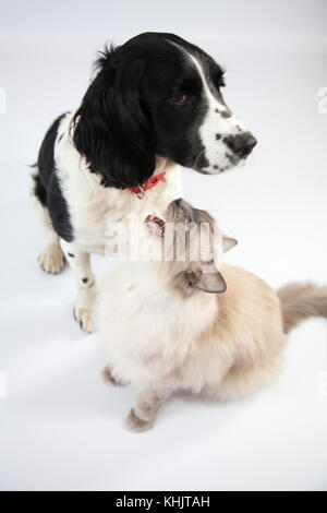 Ragdoll Cat&Springer Spaniel In einem Fotoshooting Stockfoto