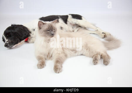 Ragdoll Cat&Springer Spaniel In einem Fotoshooting Stockfoto