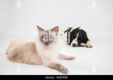 Ragdoll Cat&Springer Spaniel In einem Fotoshooting Stockfoto