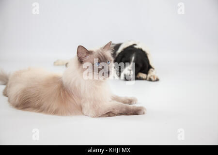 Ragdoll Cat&Springer Spaniel In einem Fotoshooting Stockfoto