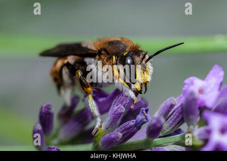 Europäische wolle carder Biene, anthidium manicatum, München, Bayern, Deutschland Stockfoto