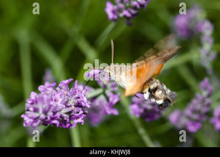 Hummingbird Hawk Moth Fütterung auf Blume, Macroglossum stellatarum, München, Bayern, Deutschland Stockfoto