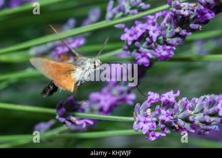 Hummingbird Hawk Moth Fütterung auf Blume, Macroglossum stellatarum, München, Bayern, Deutschland Stockfoto