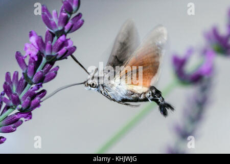 Hummingbird Hawk Moth Fütterung auf Blume, Macroglossum stellatarum, München, Bayern, Deutschland Stockfoto