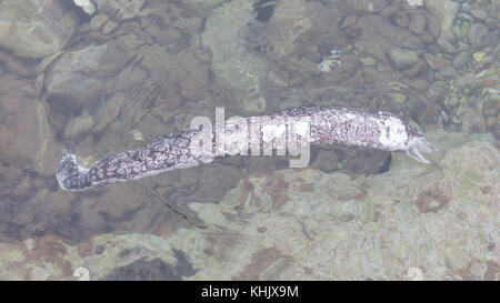 Muränen gymnothorax favagineus (GESCHNÜRT), auch bekannt als der Leopard moray - Tote Stockfoto