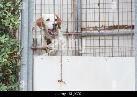 Hund bewacht ein eigenes Haus in Griechenland Stockfoto