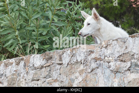 Hund bewacht ein eigenes Haus in Griechenland Stockfoto