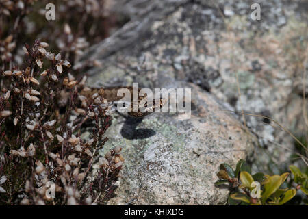 Gemeinsame kreuzotter Kreuzotter, Vipera berus, ruht auf einem Felsen in der Nähe von Heather an einem heißen Sommertag im Cairngorms Nationalpark, Schottland. Stockfoto