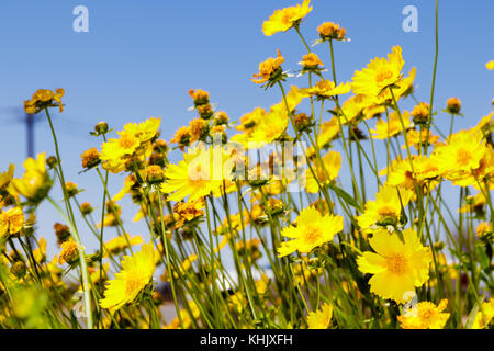 Karoo Namakwaland Daisy (gelb) Stockfoto