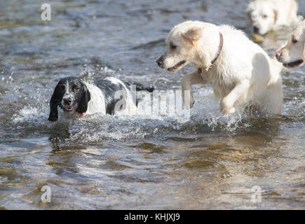 English Springer Spaniel genießen Exmoor Stockfoto