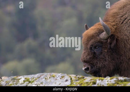 Wisent, Bison bonasus, Captive, Portrait schließen, während Laufen, Essen oder stehend auf Heideflächen. Stockfoto