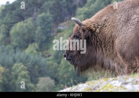 Wisent, Bison bonasus, Captive, Portrait schließen, während Laufen, Essen oder stehend auf Heideflächen. Stockfoto