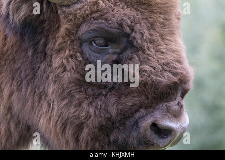 Wisent, Bison bonasus, Captive, Portrait schließen, während Laufen, Essen oder stehend auf Heideflächen. Stockfoto