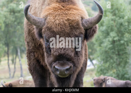 Wisent, Bison bonasus, Captive, Portrait schließen, während Laufen, Essen oder stehend auf Heideflächen. Stockfoto