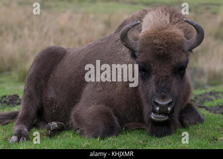 Wisent, Bison bonasus, Captive, Portrait schließen, während Laufen, Essen oder stehend auf Heideflächen. Stockfoto