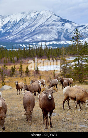 Eine vertikale Bild von einer Herde wilder Bighorn Schafe (Ovis canadensis) Nahrungssuche in den braunen Gras in einer majestätischen Rocky Mountain Landschaft in Jasper Nation Stockfoto