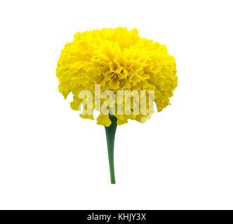 Gelbe Ringelblume Blumen auf weißem Hintergrund mit Freistellungspfad isoliert. In der Nähe von amerikanischen Ringelblume Blumen auf weißem Hintergrund. Stockfoto