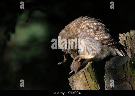 Kleine Eule/Steinkauz (Athene noctua), auf einem pollard Baum gehockt, Fütterung auf/Essen ein Nagetier, Maus, holding Beute in seinen Krallen, Wildlife, Europa Stockfoto