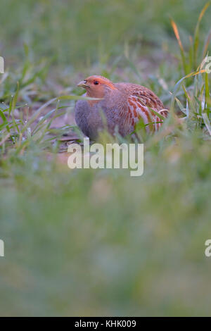 Rebhuhn (Perdix perdix) sitzen, versteckt in einem Feld von Winterweizen, Morgenlicht, sehr gefährdete Arten durch intensive Landwirtschaft, Europa Stockfoto