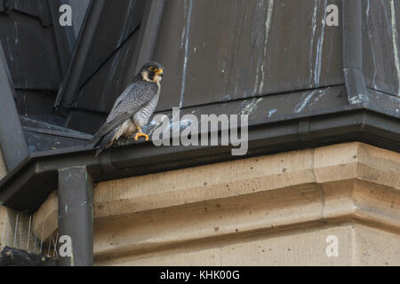 Wanderfalke/WANDERFALKE (FALCO PEREGRINUS), erwachsenen männlichen, tercel, auf einer Kirche Dach thront, typische Situation, Wildlife, Europa. Stockfoto