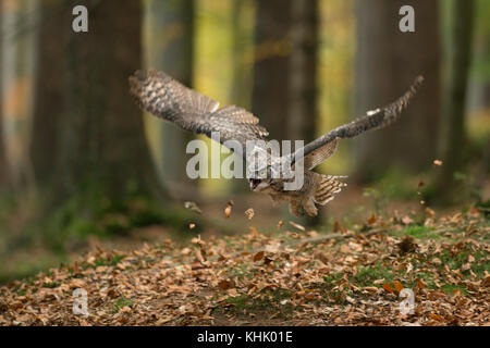 Uhu gehörnten/tiger Owl/Virginia - Uhu (Bubo virginianus) Erwachsene im Flug, Fliegen durch den herbstlich gefärbten Wald, goldenen Oktober. Stockfoto