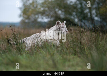 Königlicher Bengaler Tiger / Königstiger ( Panthera tigris ), große Katze in Aktion, Laufen, Springen, Jagen, auf Grünland, Seitenansicht, typische Umgebung. Stockfoto