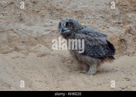 Uhu/europäischer Uhu (Bubo bubo), kleine Küken, Owlet in Sandkasten, allein, lomesome, sieht lustig, Wildlife, Europa. Stockfoto