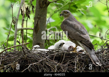 Sperber (accipiter Nisus), erwachsene Frau, mit Beute am Rande von Nest, Fürsorge für seine Küken, aufmerksam beobachten, Wildlife, Europa. Stockfoto