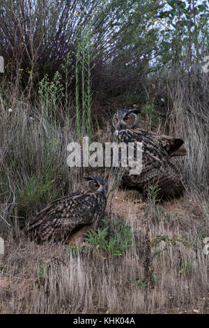 Eurasischen Uhus/uhus (Bubo bubo) in trockenem Gras in einer Steigung einer Kiesgrube thront, in der Dämmerung, Nightfall, orange leuchtenden Augen, Wildlife, Europa. Stockfoto