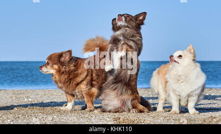 Chihuahua tanzt vor zwei seiner Freunde am Strand Stockfoto