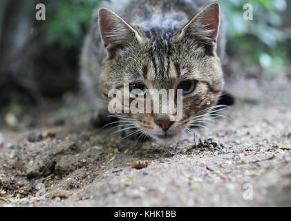 Gestreifte tabby Katze mit grünen Augen, in der Nähe von Stockfoto