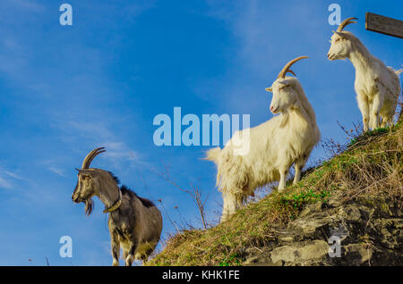 Drei Ziegen steht auf einem Felsen mit grünem Gras auf blauen Himmel Hintergrund abgedeckt. geschossen wird in Karpaten, Ukraine, Europa übernommen. Platz für Ihre Stockfoto