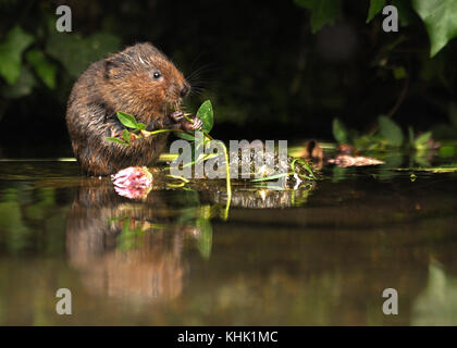 Wasserwühlmaus (Arvicola amphibius) auf der Seite zu sehen, hält und frisst Kleeblatt, während sie in einem Teich ist. Bild aufgenommen in Kent, Großbritannien Stockfoto