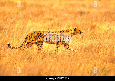 Gepard (Acinonyx jubatus) Jagd im Savannengras, seitlich zu sehen. Aufgenommen in der Serengeti, Tansania Stockfoto