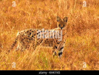 Servalkatze (Leptailurus serval), die durch Savannengras auf der Jagd nach Beute geht. Aufgenommen im Serengeti Nationalpark, Tanaznia Stockfoto