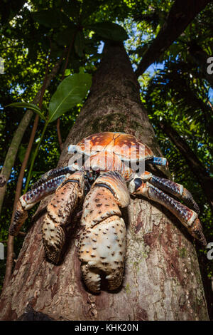 Räuber Krebsfischerei im Regenwald, Birgus latro, Christmas Island, Australien Stockfoto