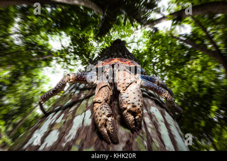 Räuber Krebsfischerei im Regenwald, Birgus latro, Christmas Island, Australien Stockfoto