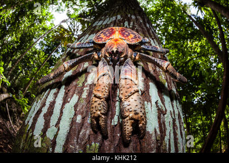 Räuber Krebsfischerei im Regenwald, Birgus latro, Christmas Island, Australien Stockfoto