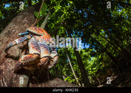 Räuber Krebsfischerei im Regenwald, Birgus latro, Christmas Island, Australien Stockfoto