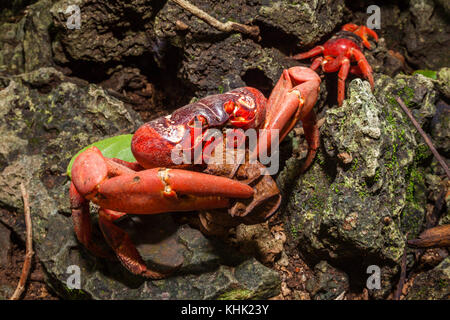 Christmas Island Red Crab Fütterung auf Blatt, Gecarcoidea natalis, Christmas Island, Australien Stockfoto