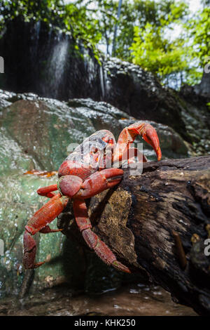 Christmas Island Red Crab an Hughs Dale Wasserfall, Gecarcoidea natalis, Christmas Island, Australien Stockfoto