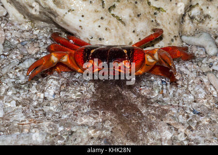 Christmas Island Red Crab release Eier in Ozean, Gecarcoidea natalis, Christmas Island, Australien Stockfoto