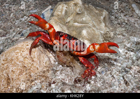 Christmas Island Red Crab release Eier in Ozean, Gecarcoidea natalis, Christmas Island, Australien Stockfoto